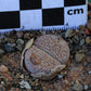 Lithops aucampiae subsp. euniceae var. fluminalis (C 054) Hopetown