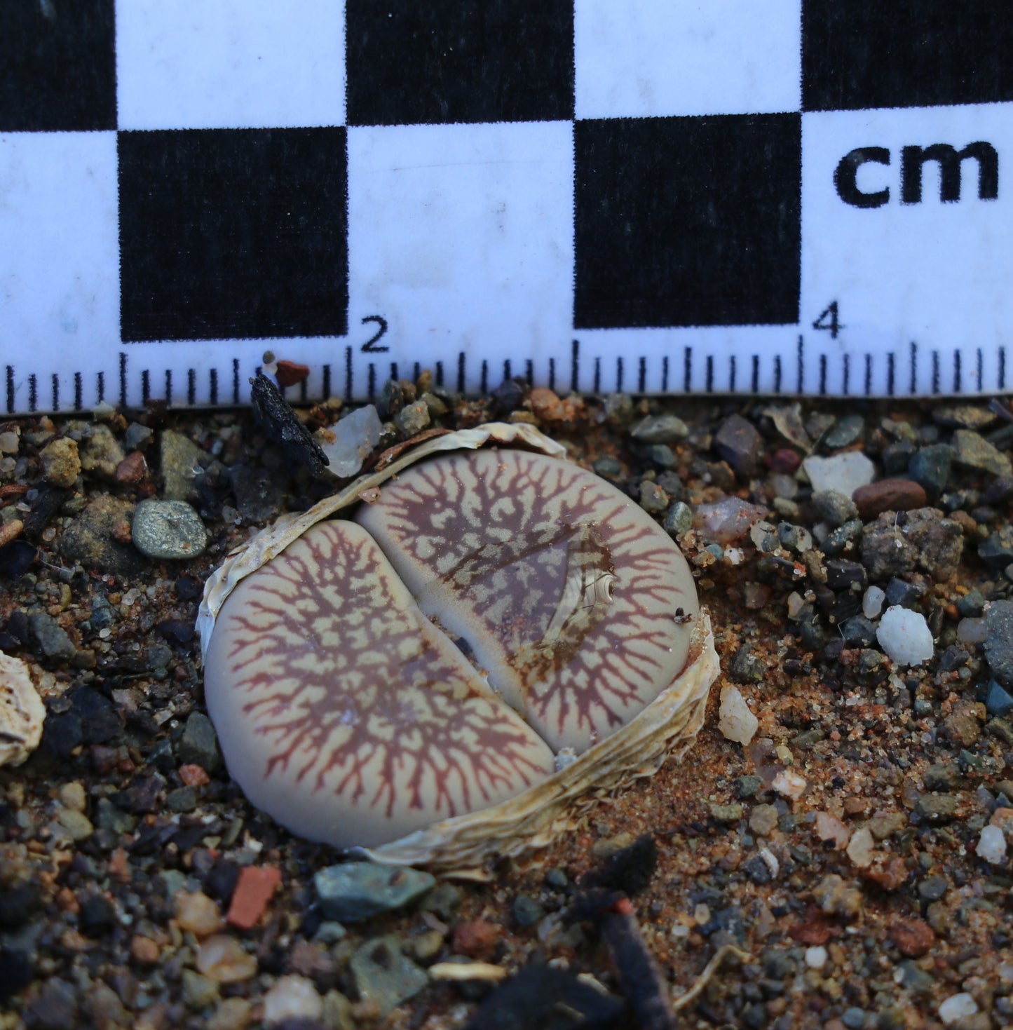 Lithops aucampiae subsp. euniceae var. fluminalis (C 054) Hopetown