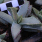 Faucaria britteniae (Ecca Pass)