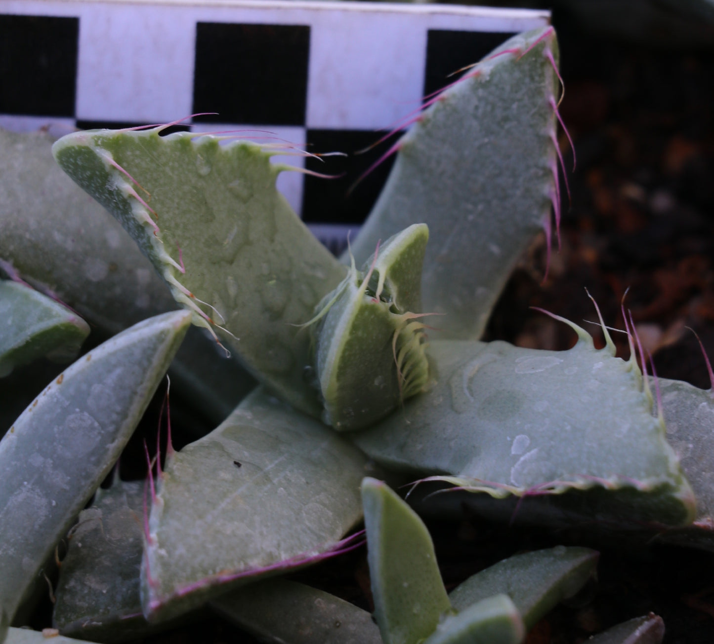 Faucaria britteniae (Ecca Pass)