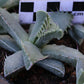 Faucaria britteniae (Ecca Pass)