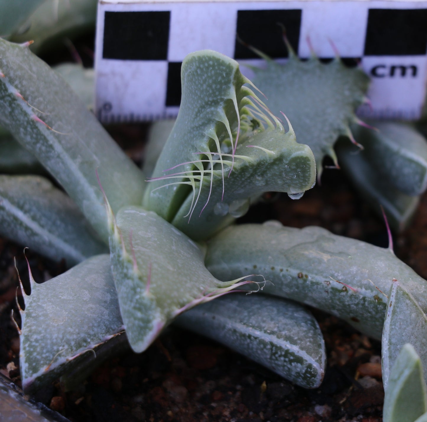 Faucaria britteniae (Ecca Pass)