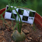 Bowiea volubilis (Climbing Onion)