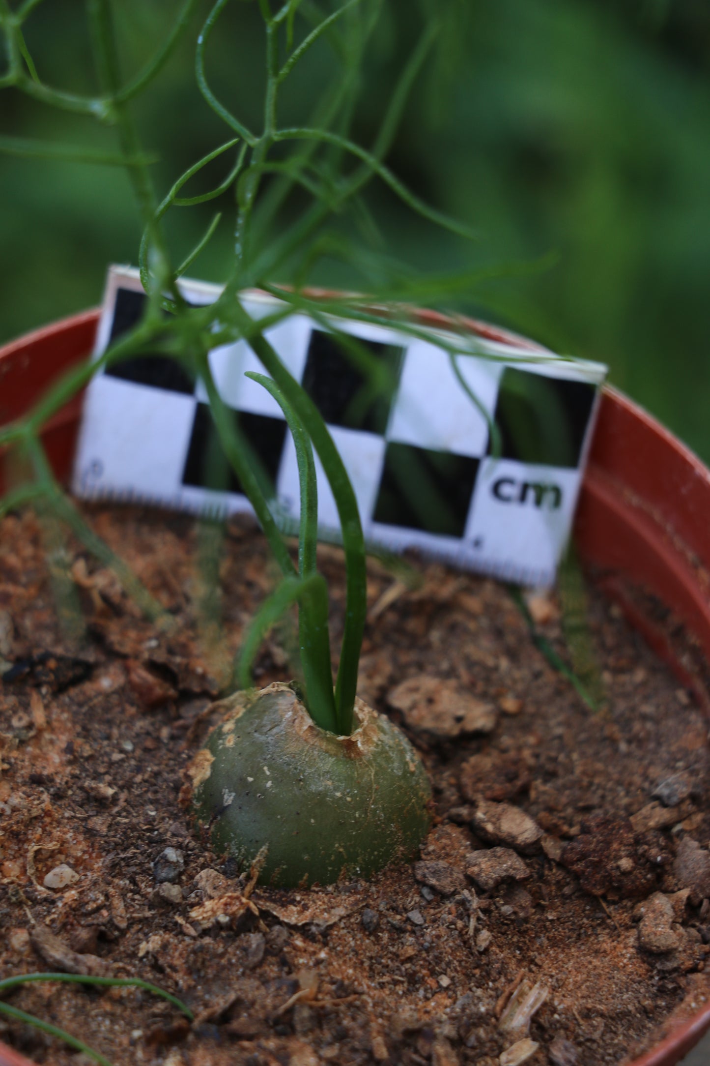 Bowiea volubilis (Climbing Onion)