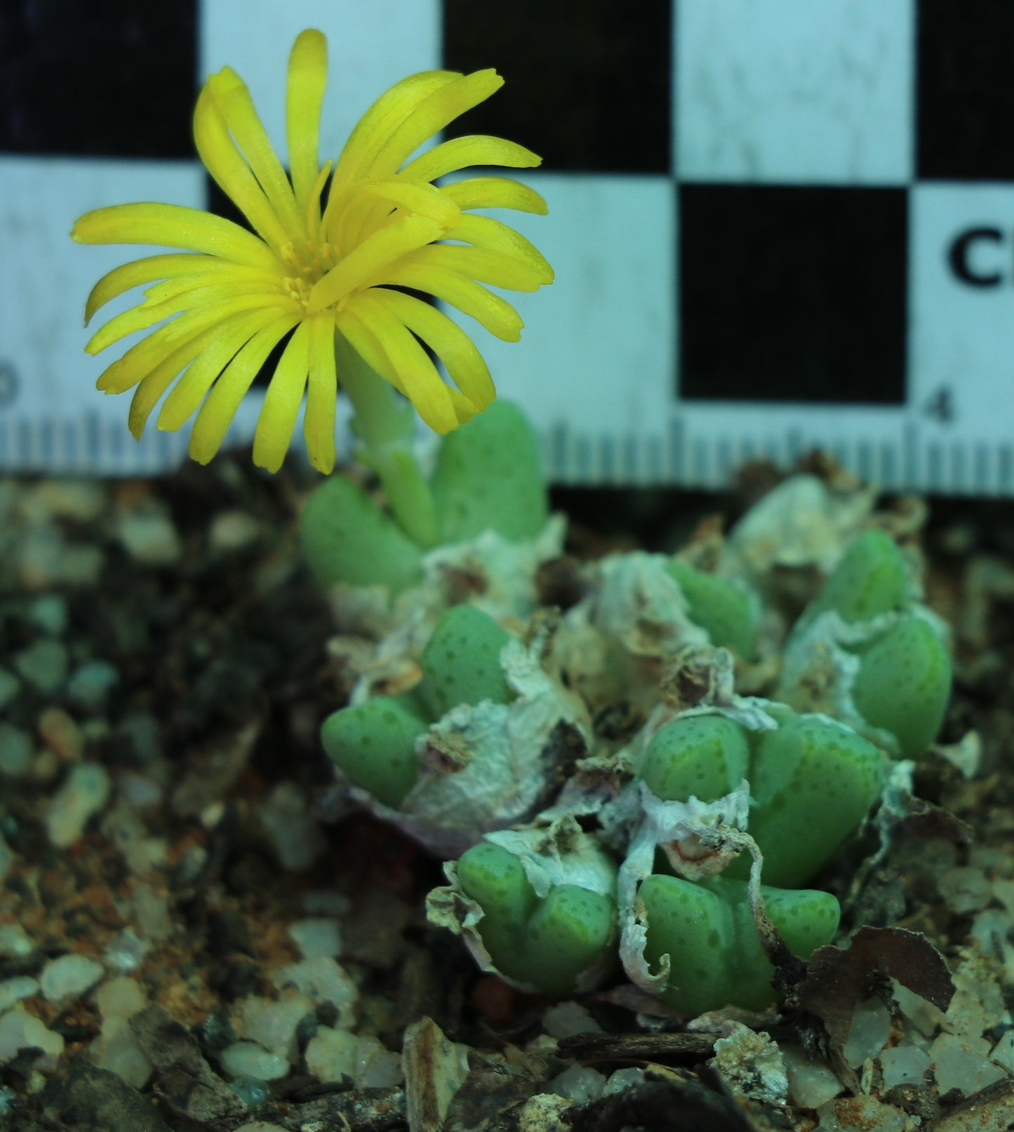 Conophytum tantillum subsp. inexpectatum (Umdaus)