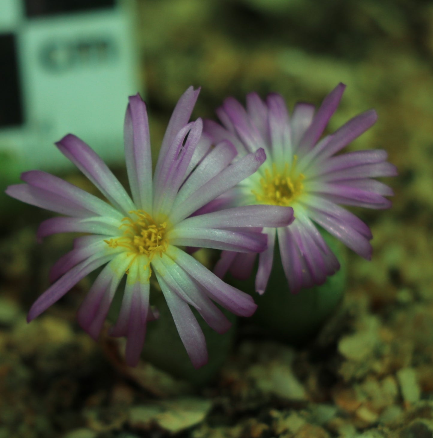 Conophytum violaciflorum (Springbok)