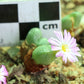 Conophytum violaciflorum (Springbok)