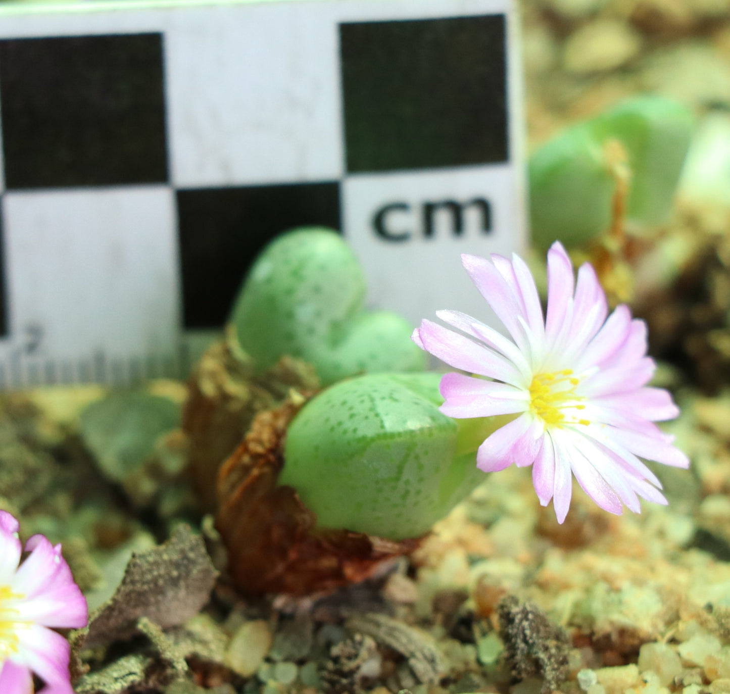 Conophytum violaciflorum (Springbok)