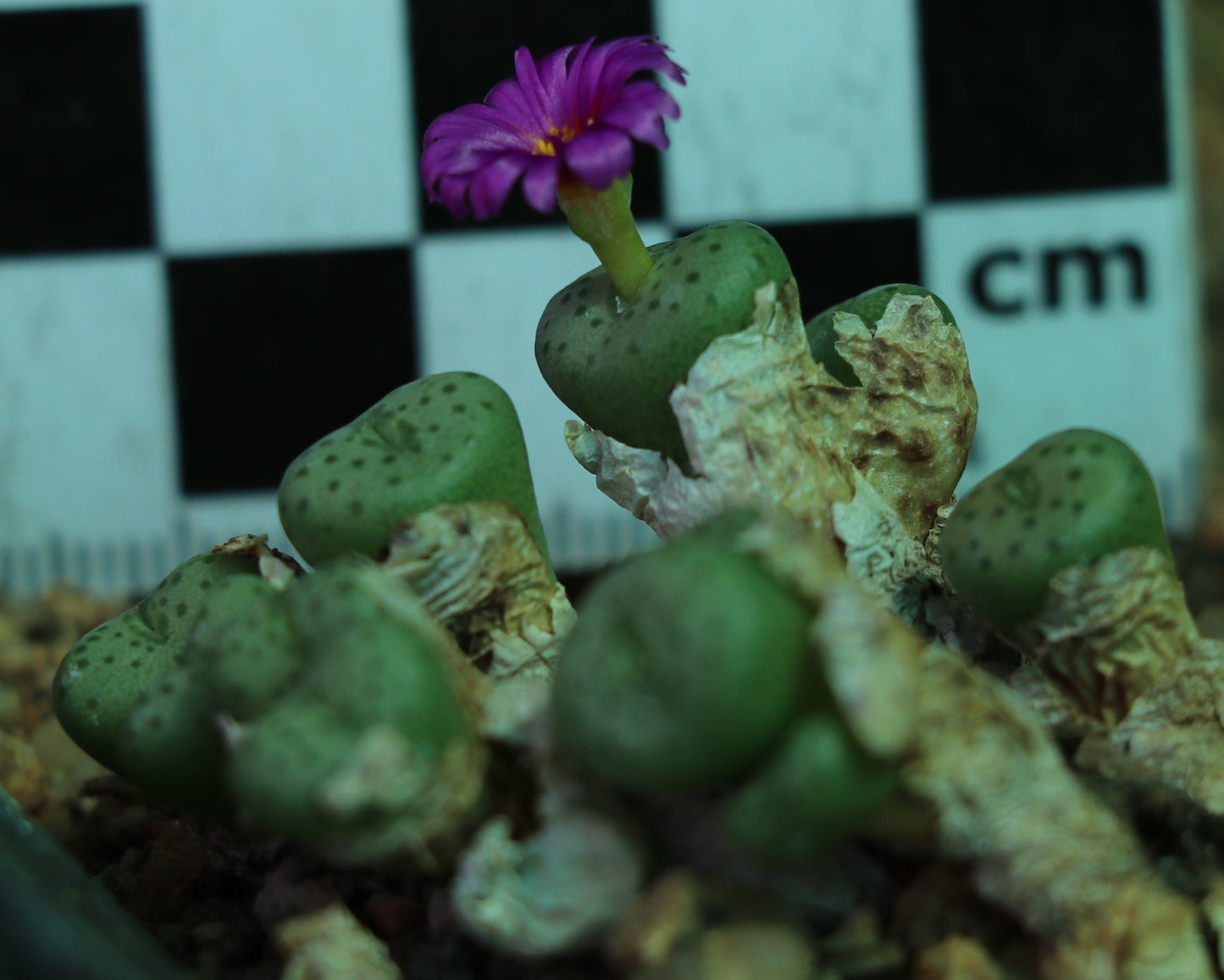 Conophytum jucundum subsp. jucundum