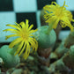 Conophytum flavum subsp. novicium