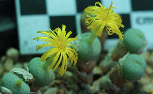 Conophytum flavum subsp. novicium