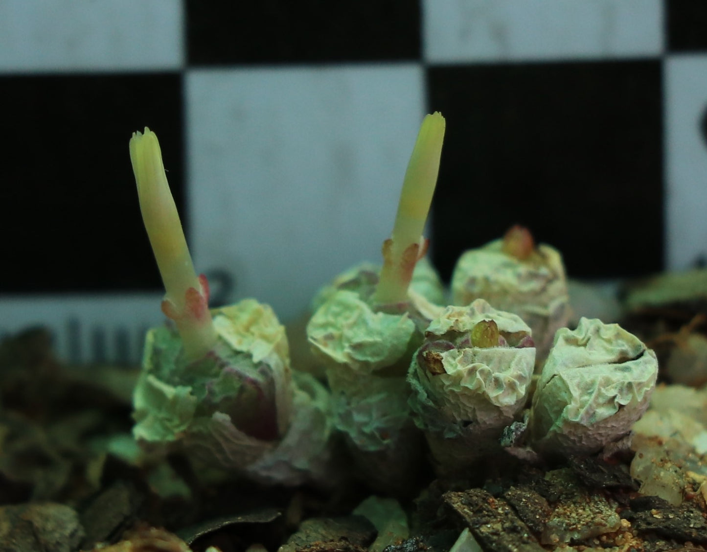 Conophytum obcordellum subsp. rolfii (Elands Bay)