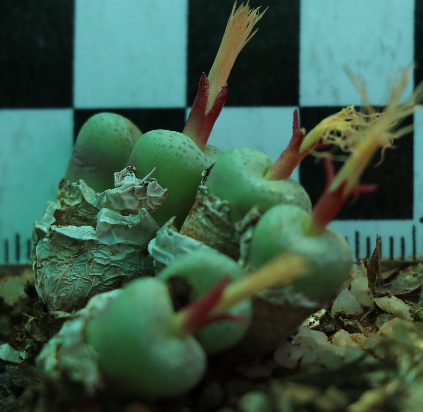 Conophytum truncatum var. truncatum