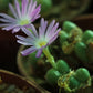 Conophytum violaciflorum (Springbok)