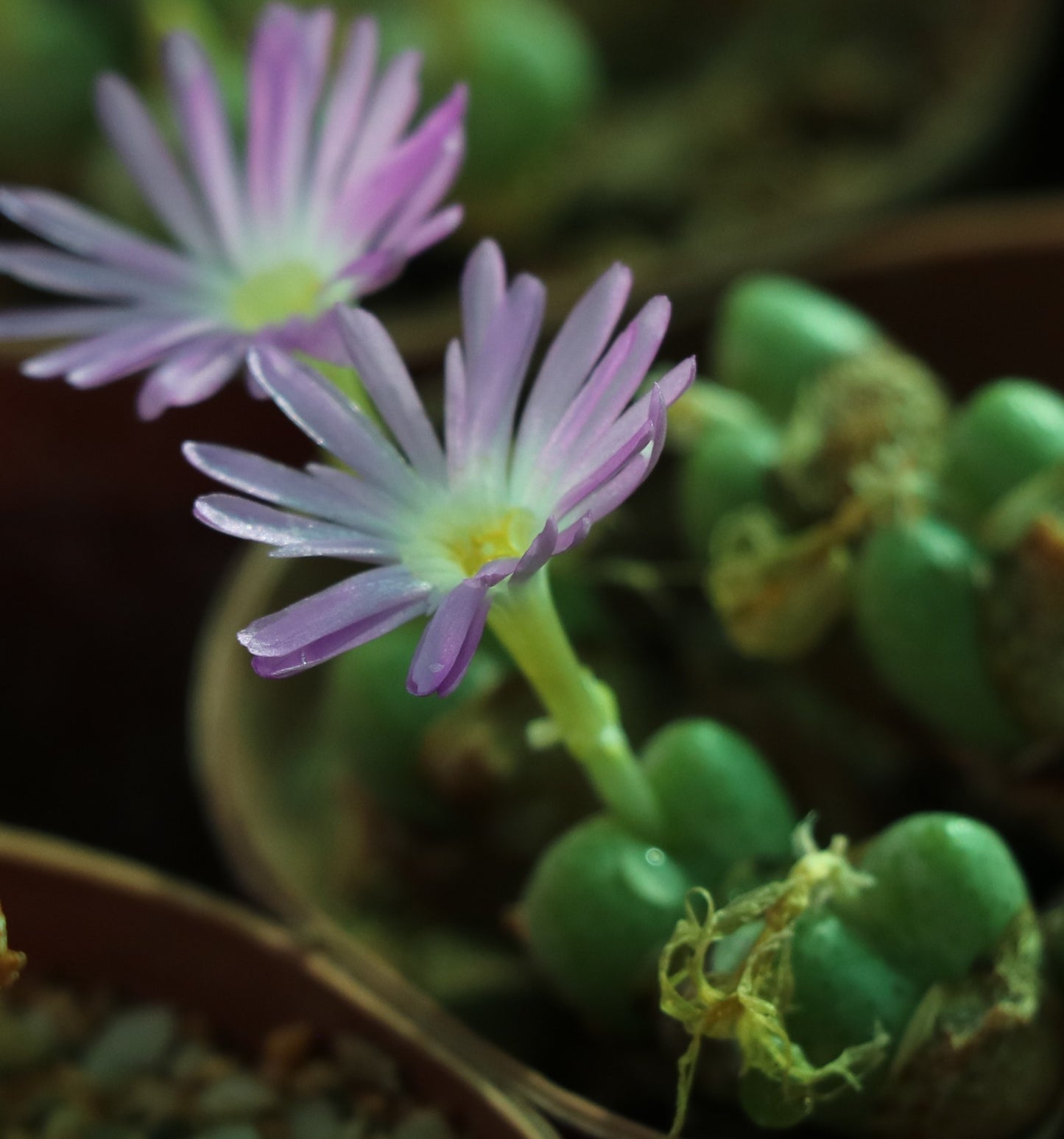 Conophytum violaciflorum (Springbok)