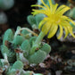 Conophytum tantillum subsp. inexpectatum (Umdaus)