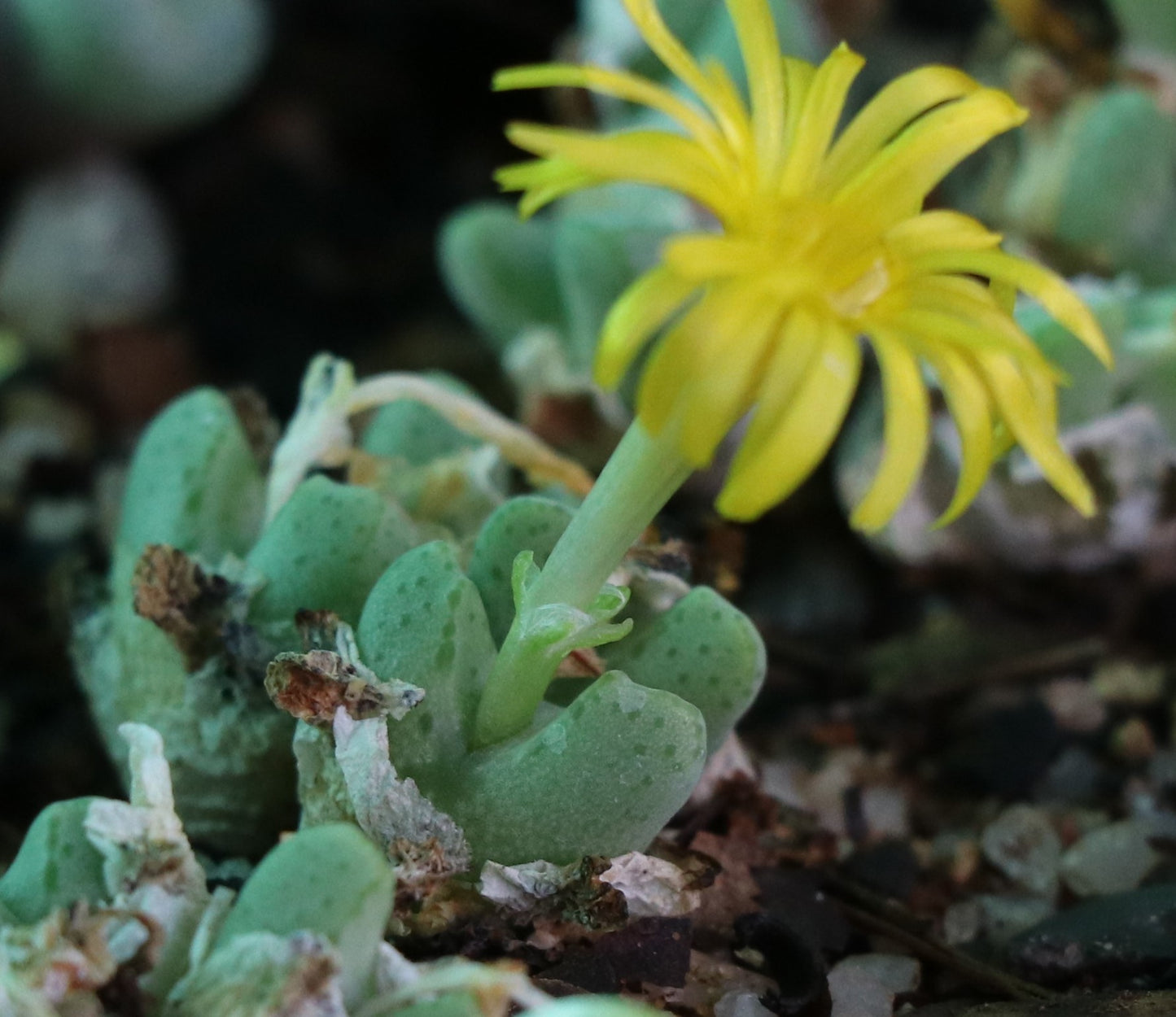 Conophytum tantillum subsp. inexpectatum (Umdaus)