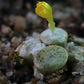 Conophytum auriflorum subsp. turbiniforme (Spektakel Pass)