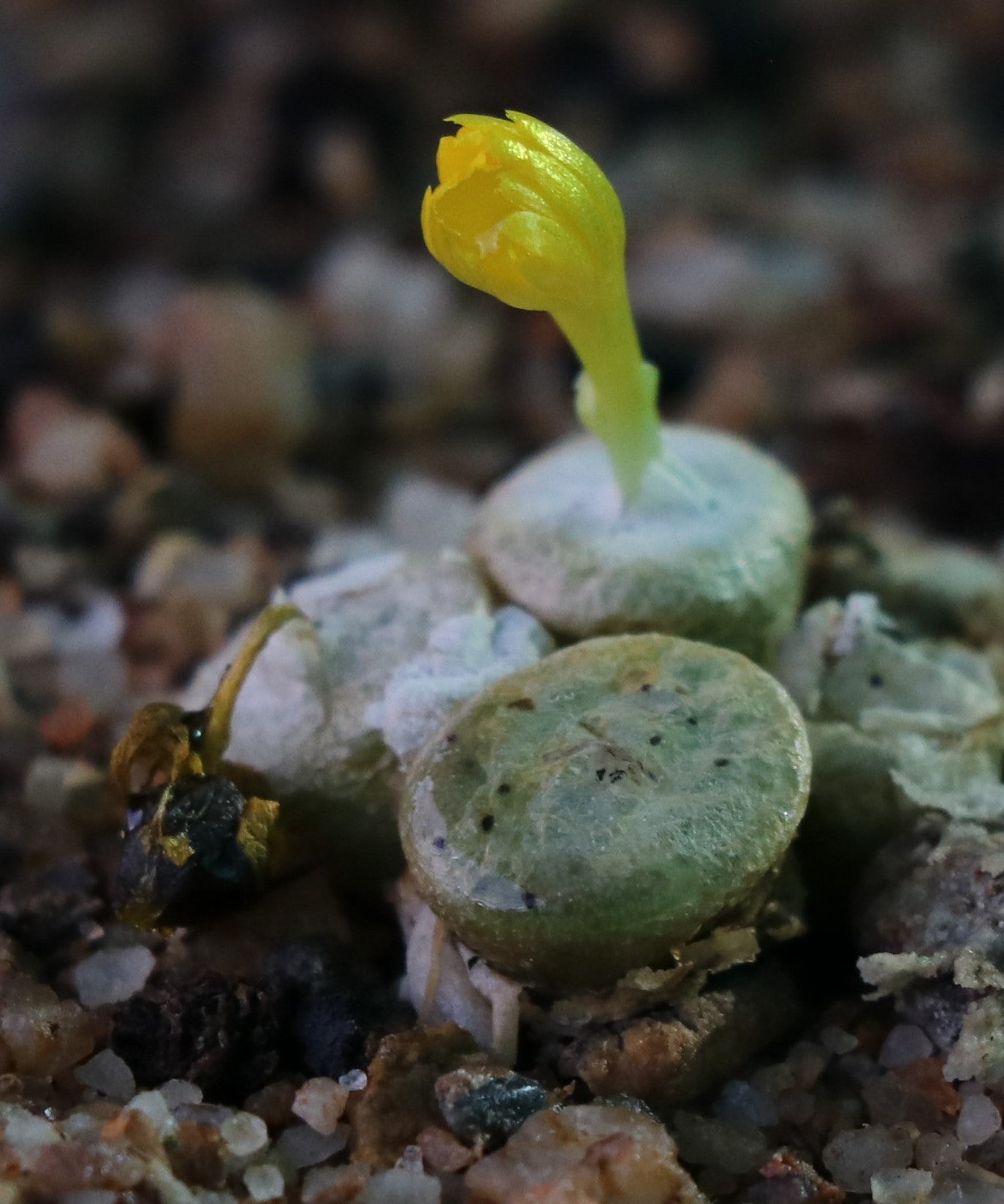 Conophytum auriflorum subsp. turbiniforme (Spektakel Pass)