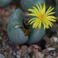 Conophytum bilobum var. elishae