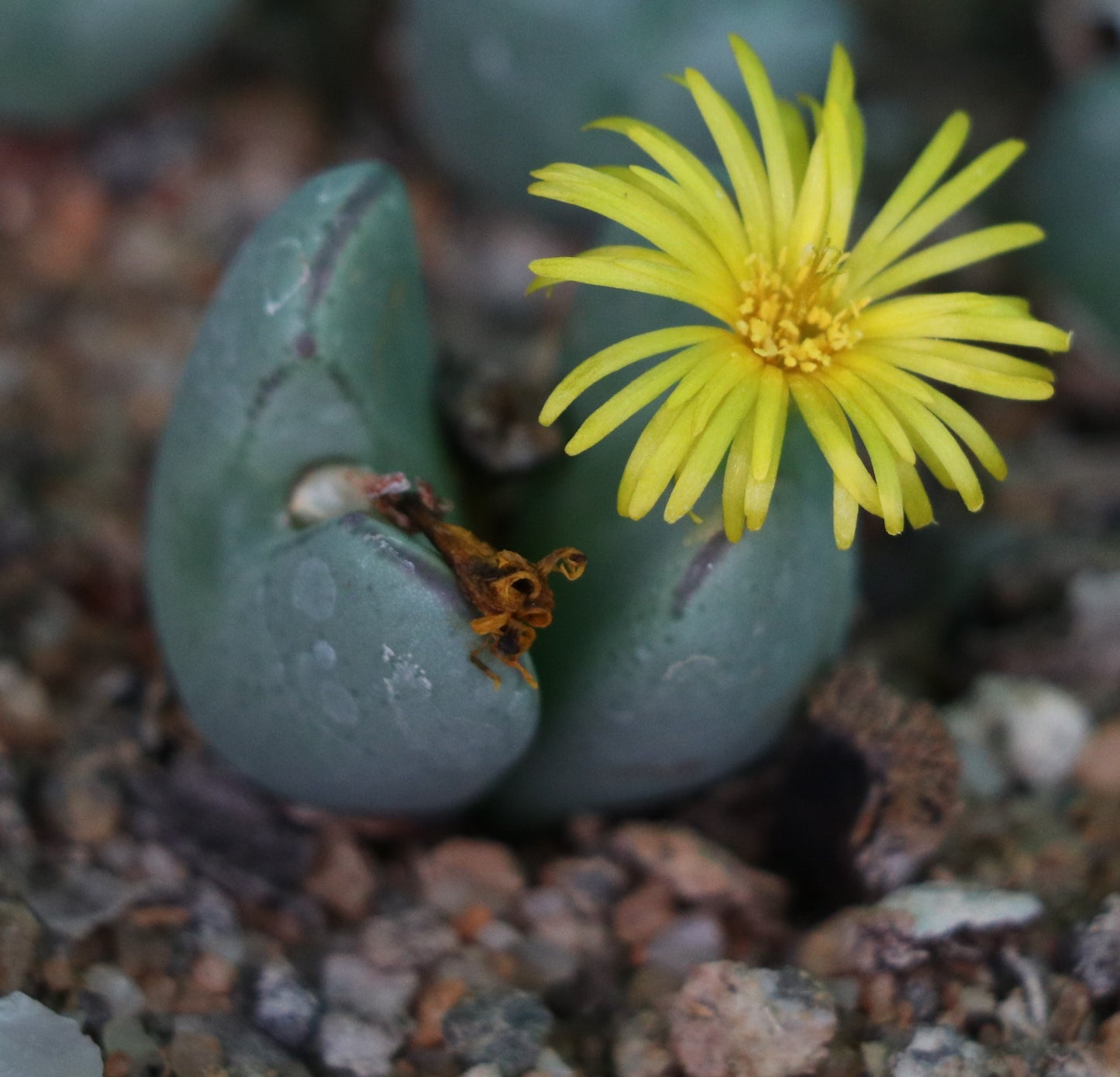 Conophytum bilobum var. elishae