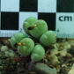 Conophytum meyeri (Ovigerum Form)