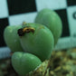 Conophytum meyeri (Ovigerum Form)