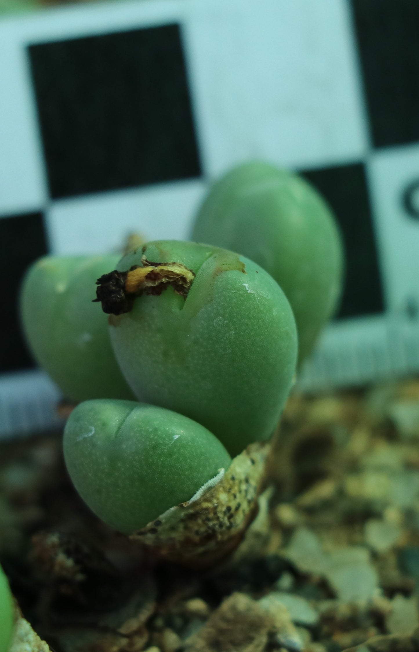 Conophytum meyeri (Ovigerum Form)