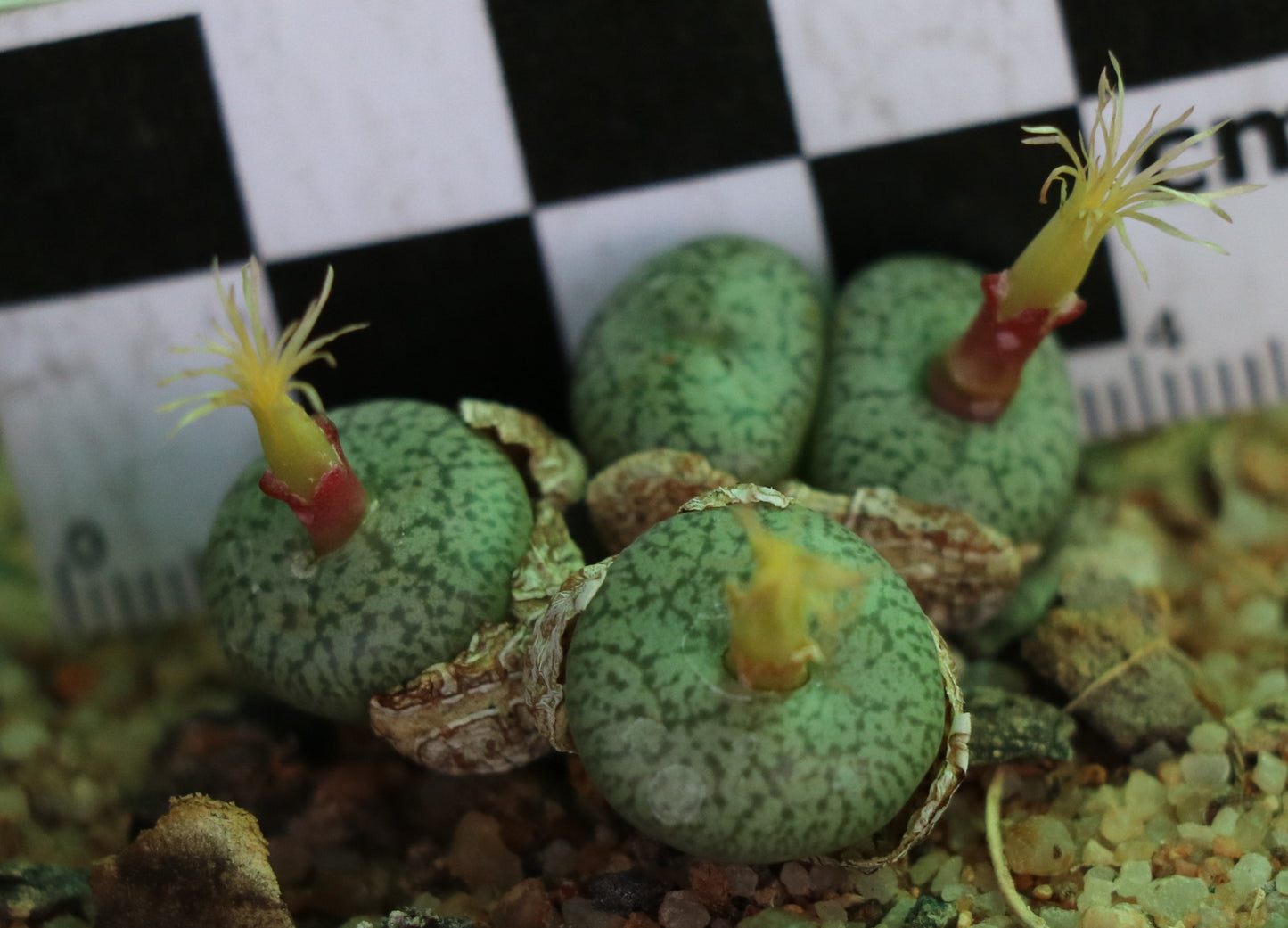 Conophytum obcordellum var. ceresianum