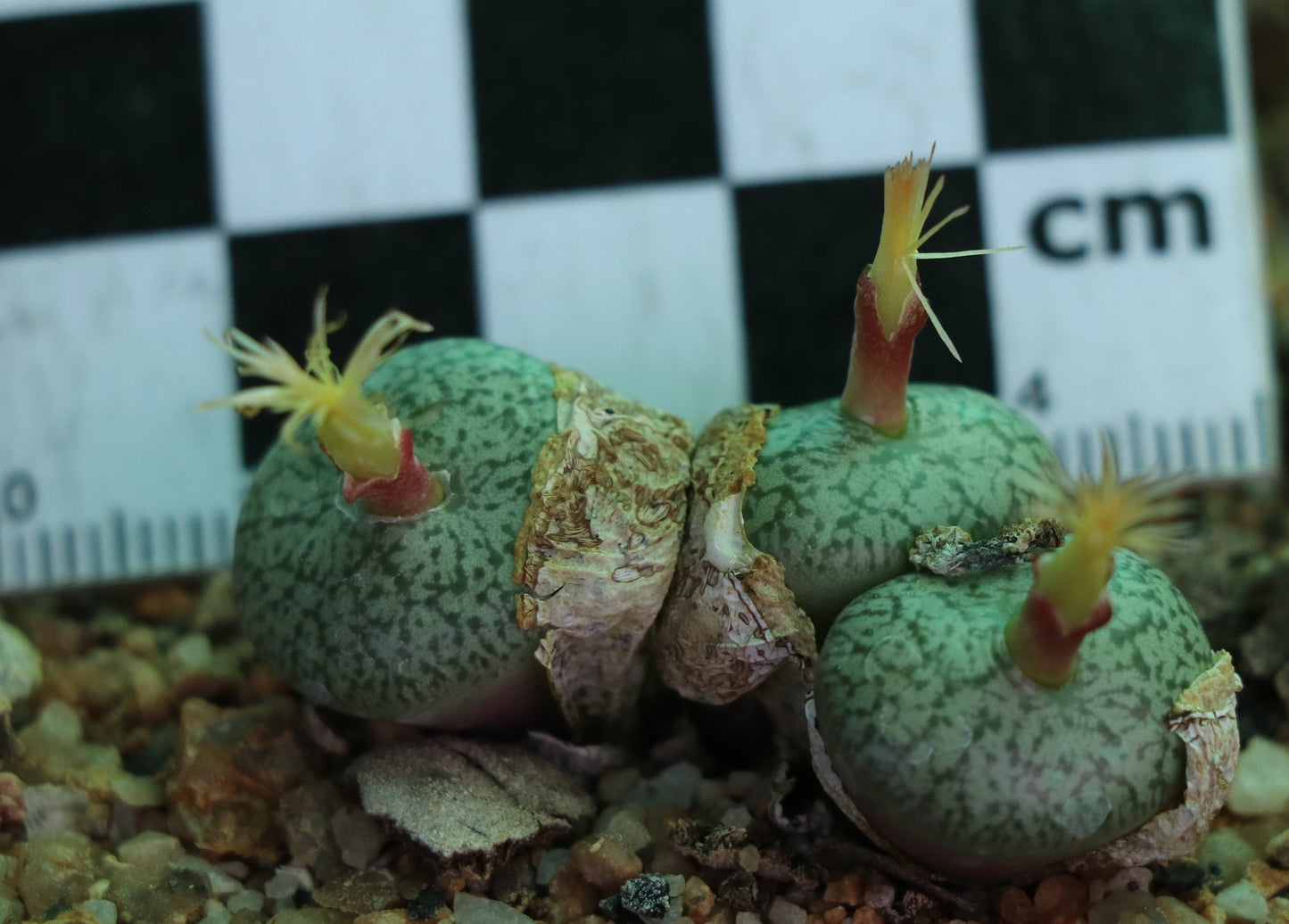 Conophytum obcordellum var. ceresianum