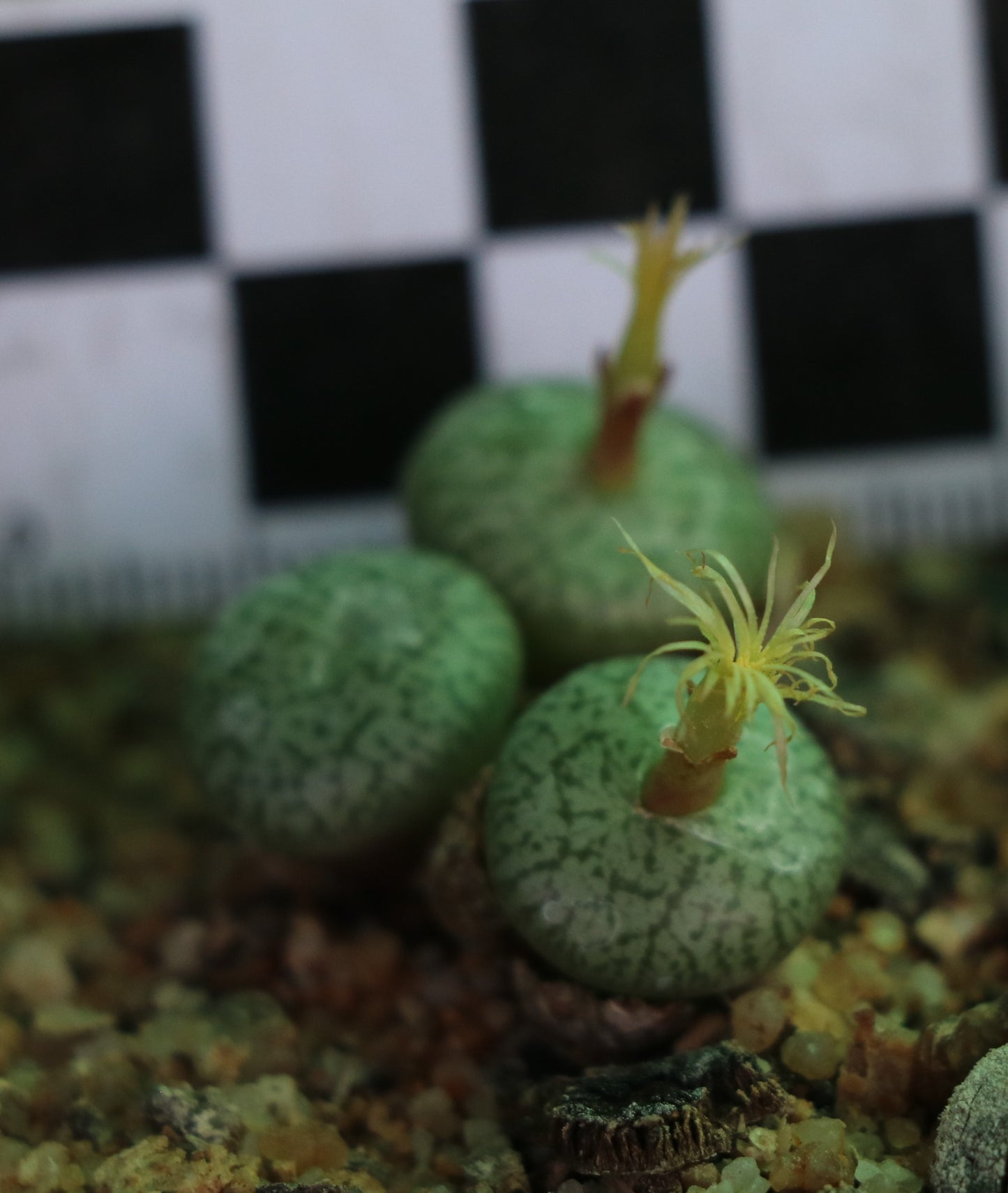 Conophytum obcordellum var. ceresianum