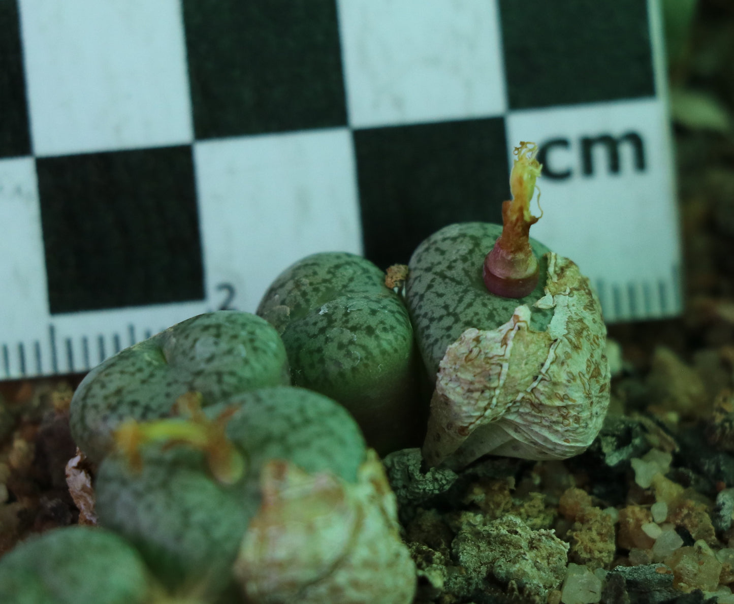 Conophytum obcordellum var. ceresianum