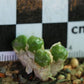 Conophytum ectypum subsp. sulcatum (Animub)