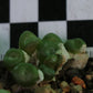 Conophytum ectypum subsp. ectypum