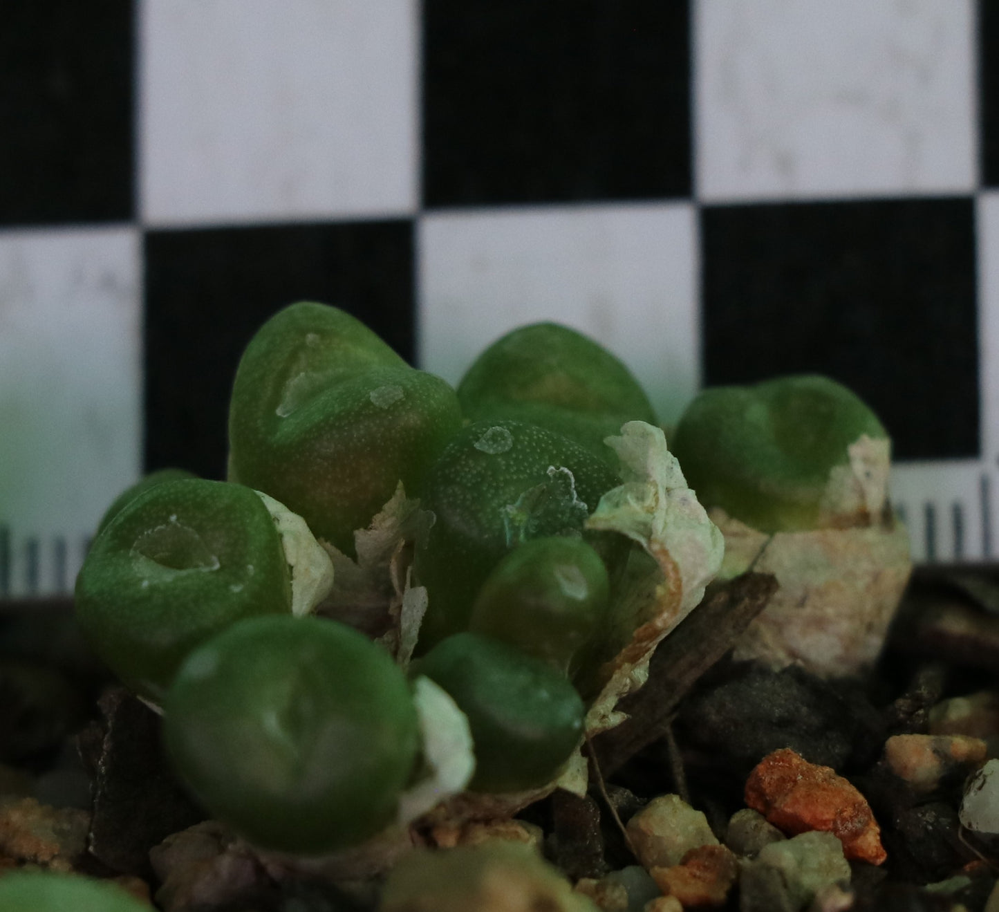 Conophytum ectypum subsp. ectypum