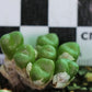 Conophytum ectypum subsp. ectypum