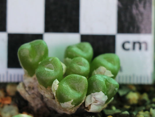 Conophytum ectypum subsp. ectypum