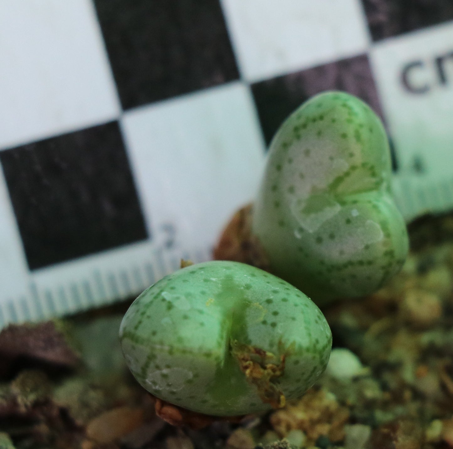 Conophytum violaciflorum (Springbok)