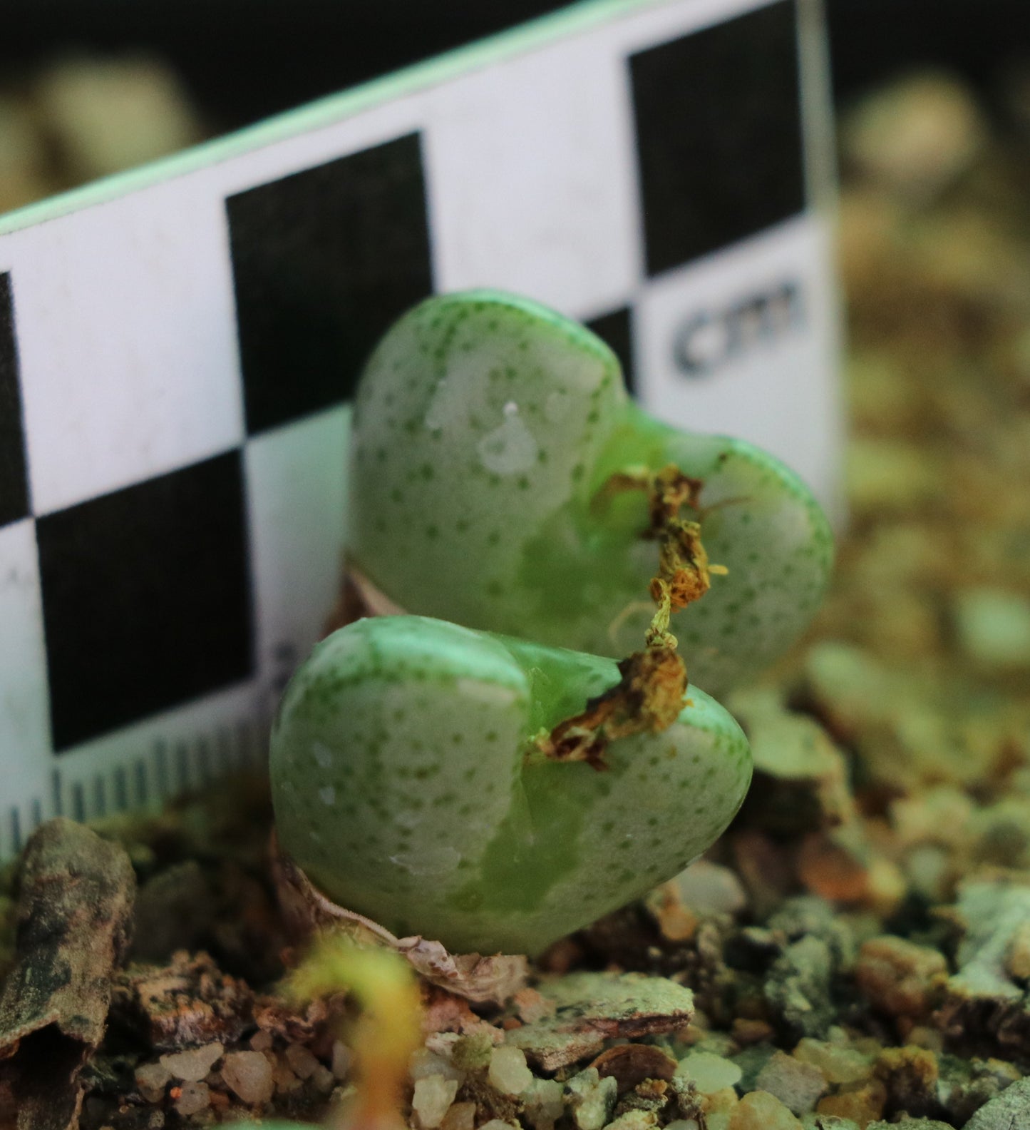 Conophytum violaciflorum (Springbok)