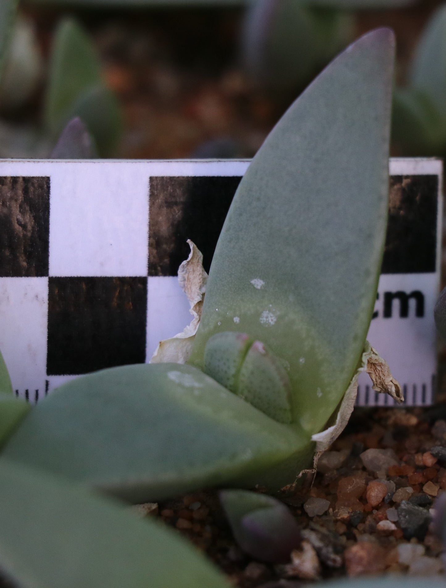 Cheiridopsis peculiaris (Steinkopf)