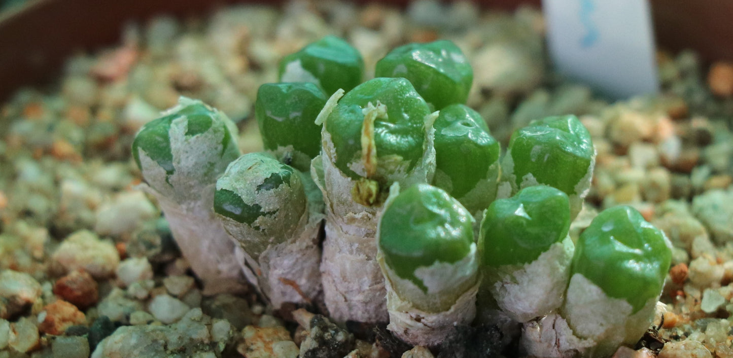 Conophytum ectypum subsp. sulcatum (Animub)