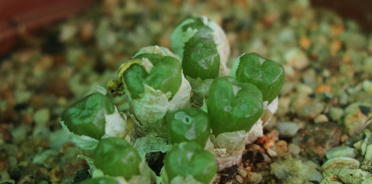 Conophytum ectypum subsp. sulcatum (Animub)