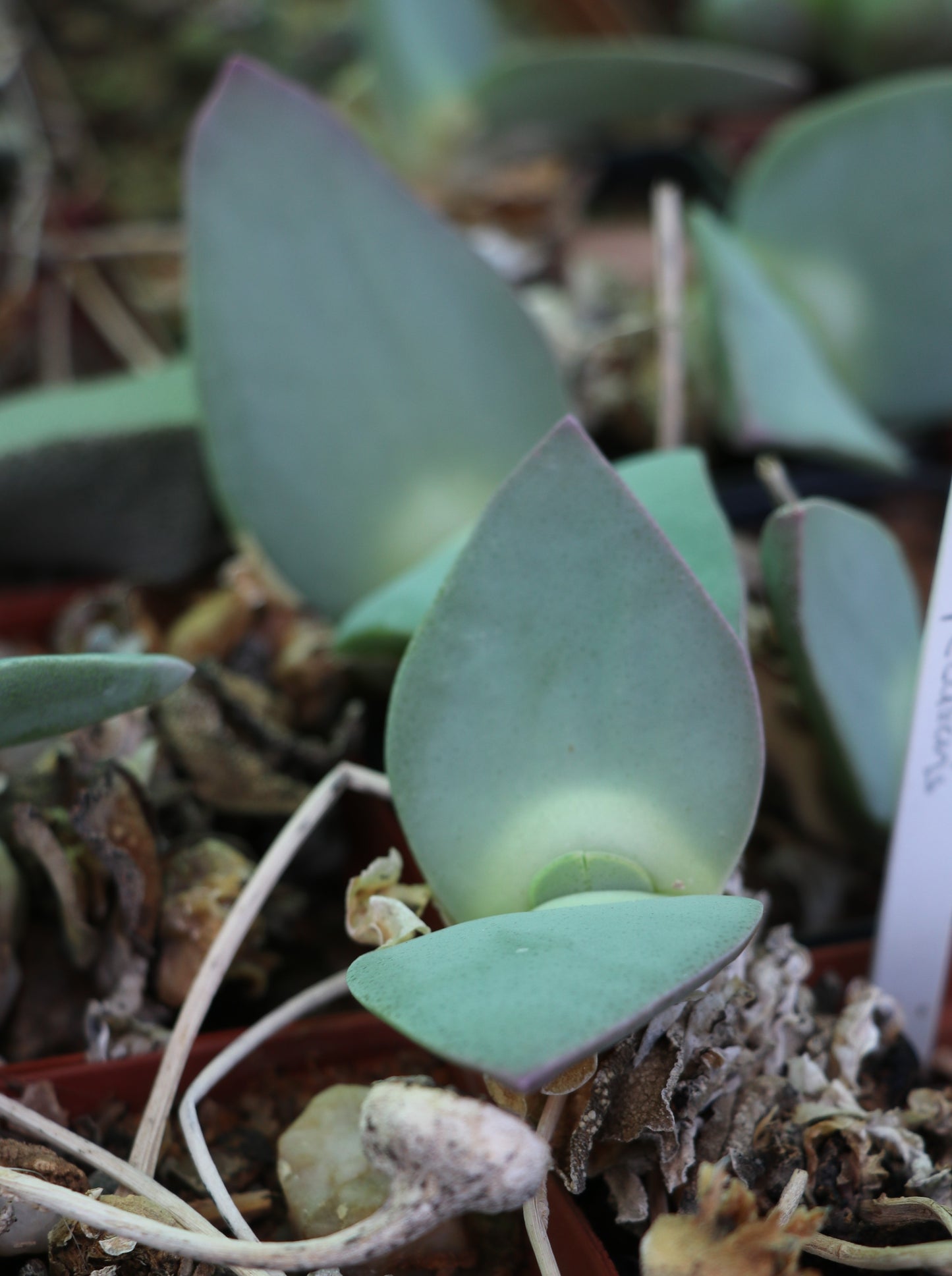 Cheiridopsis peculiaris (Steinkopf)