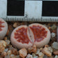 Lithops karasmontana var. karasmontana (Summitatum Form)
