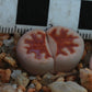 Lithops karasmontana var. karasmontana (Summitatum Form)