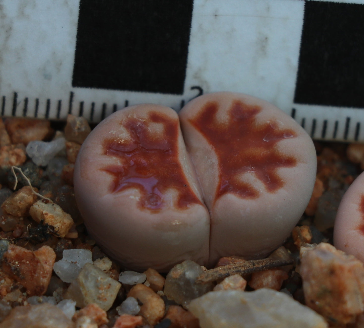 Lithops karasmontana var. karasmontana (Summitatum Form)