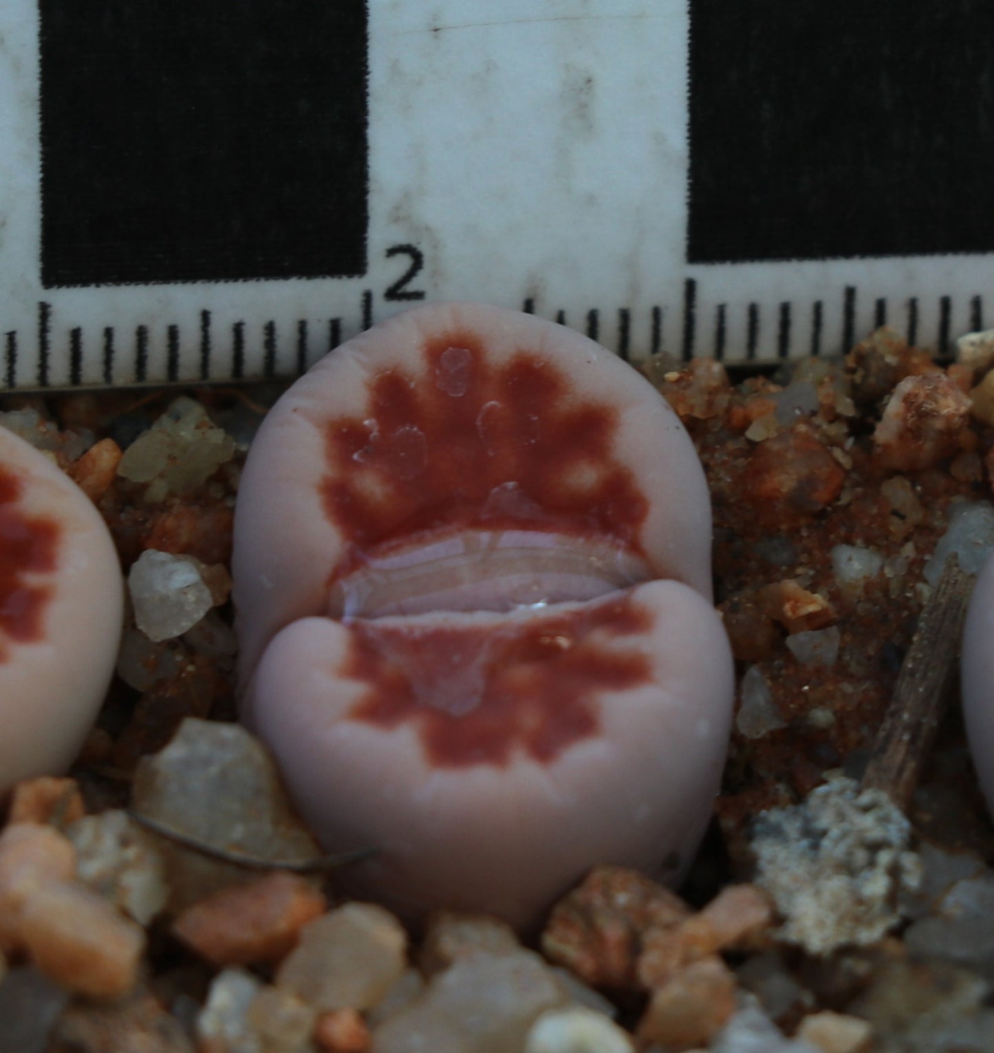 Lithops karasmontana var. karasmontana (Summitatum Form)