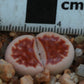 Lithops karasmontana var. karasmontana (Summitatum Form)