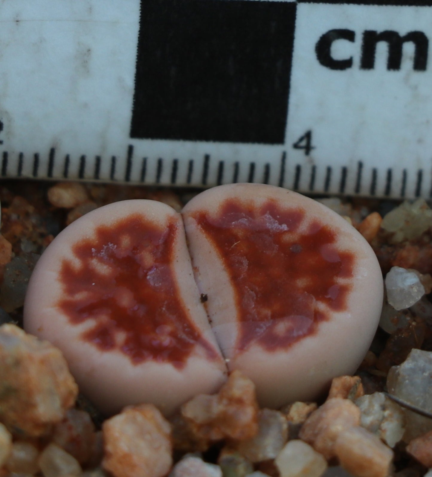 Lithops karasmontana var. karasmontana (Summitatum Form)