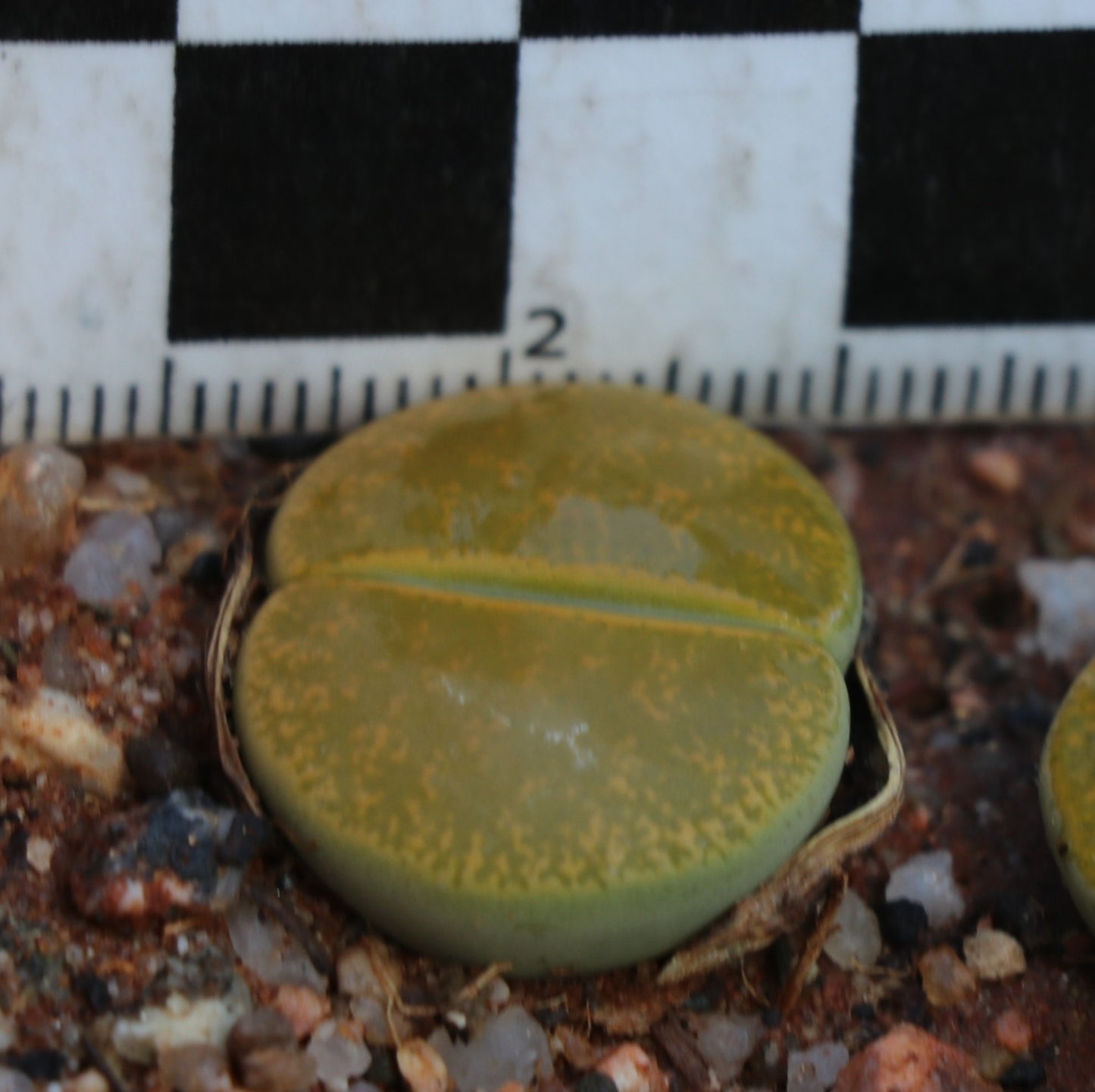 Lithops lesliei var. lesliei (cv. Albainica) C063a